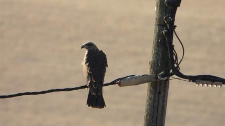 El busardo ratonero.