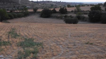 Reto visual: ¿Cuántos conejos eres capaz de ver?