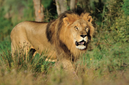 planes-peques-club-reserve-africane-sigean