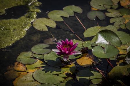 Los jardines se inauguraron en 1922