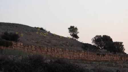 Solución al Reto visual, con los 8 conejos.
