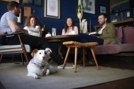 Llevar a tu perro a un bar o a un restaurante y que esté tranquilo y relajado es posible si realizamos un trabajo previo y tenemos en cuenta sus necesidades antes de acudir al local