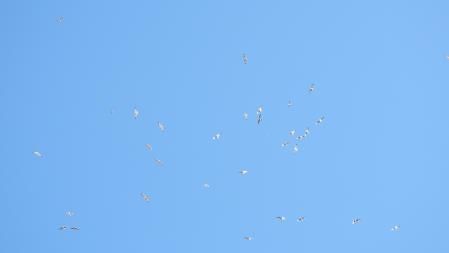 Otro detalle de las aves que sobrevuelan las plantas de compostaje del camino de Tàrrega a Altet.