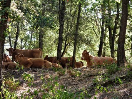 Vacas buscando la sombra entorno a Sau.