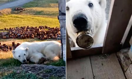 El animal no puede beber ni comer