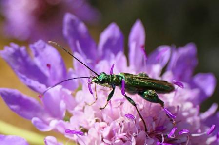 El escarabajo metálico de fémur grueso.