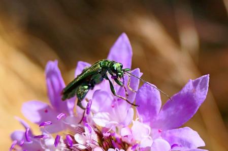 El escarabajo metálico de fémur grueso.