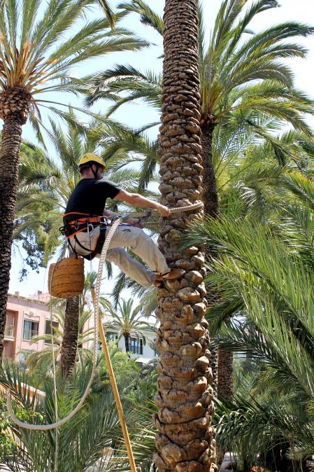 Un centenar de palmereros utilizan técnicas ancestrales para el cuidado de las datileras de Elx