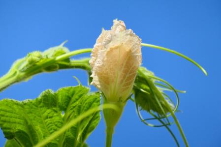 La  calabaza de peregrino.