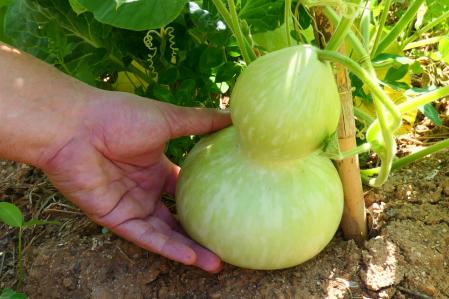 La  calabaza de peregrino.