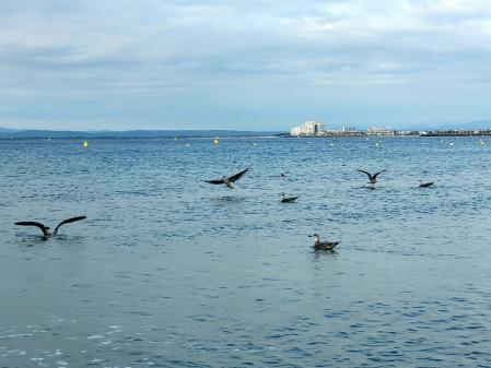 Gaviotas en la playa de Roses.