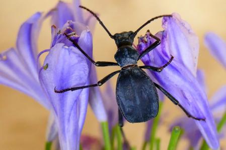 Escarabajo Leptoderis collaris retratado en el monasterio de Pedralbes.