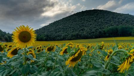 Campo de girasoles en Santa Pau.