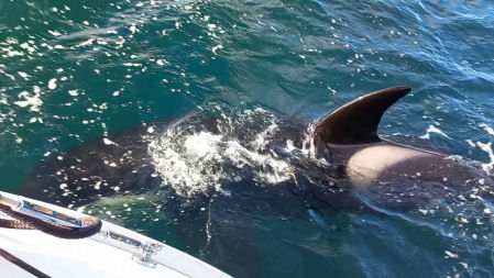 Una orca se aproxima a una embarcación