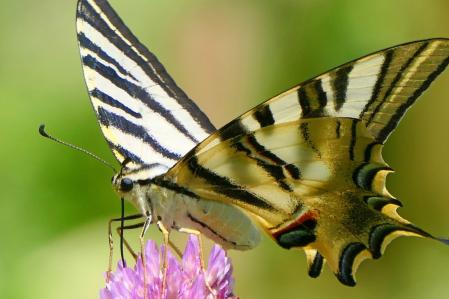 Mariposa macaón en el huerto del monasterio de Pedralbes de Barcelona.