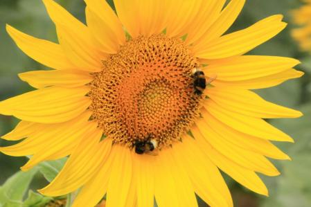 Abejas en el girasol.