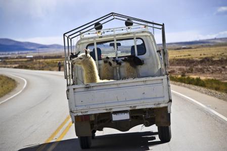 En Bolivia tan solo el 3,5% de las personas llevan abrochado el cinturón de seguridad&nbsp;