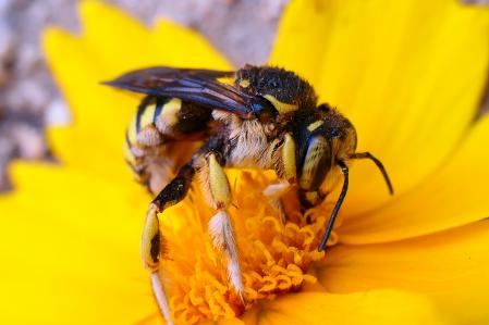 Abeja de pata peluda