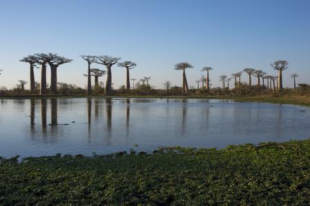 Las selvas pluviales de Madagascar está dividida en seis parques nacionales