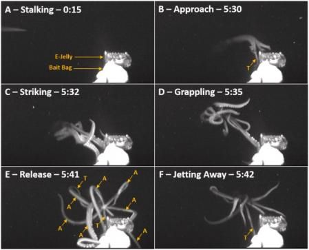 Detalles del vídeo del calamar gigante   .