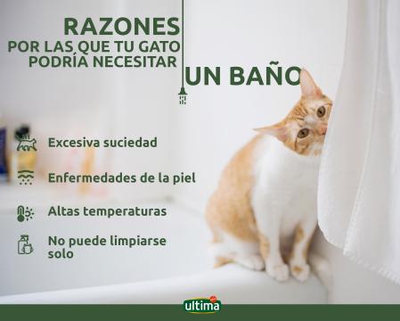 Infografia gatos Affinity OK def