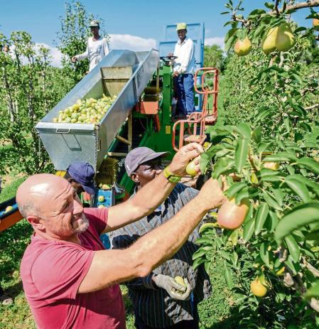 05082022 Lleida, Reportaje problemática fruta en Lleida ,vistas de terrenos de cultivo Campos de producción￼ de peras limoneras y melocotones￼