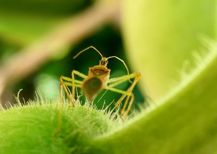 Zelus renardii chinche asesina