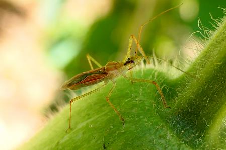 Zelus renardii chinche asesina