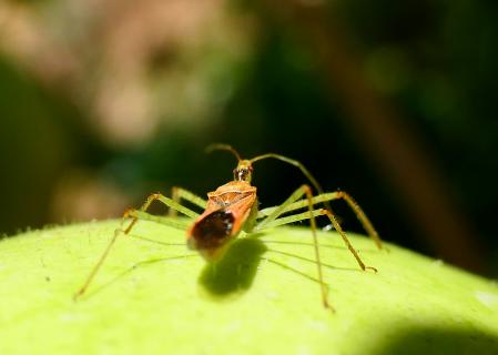 Zelus renardii chinche asesina