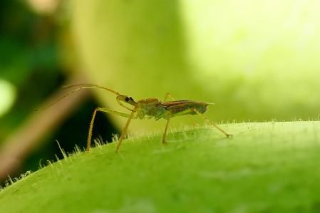 Zelus renardii chinche asesina