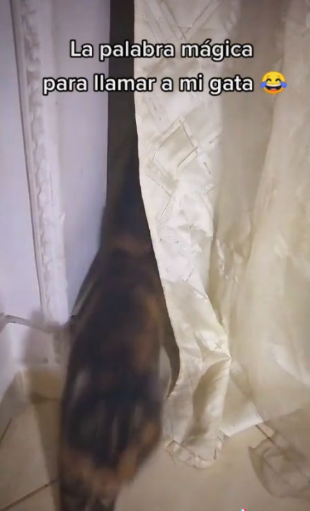 La gatita se ha convertido en una estrella de las redes gracias a los vídeos que comparte dueña