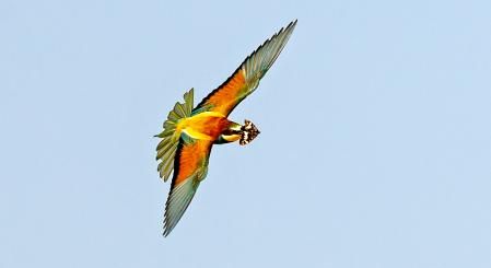 Abejaruco con mariposa