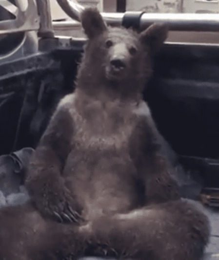 El oso estaba totalmente desubicado