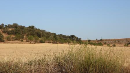 Reto visual: ¿Puedes localizar al buitre en menos de 30 segundos?