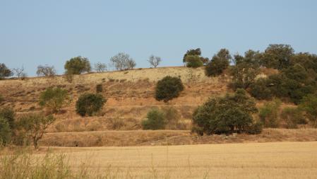 Reto visual: ¿Puedes localizar al buitre en menos de 30 segundos?