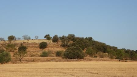 Reto visual: ¿Puedes localizar al buitre en menos de 30 segundos?