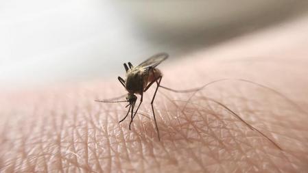 Los mosquitos saben elegir bien a sus víctimas.