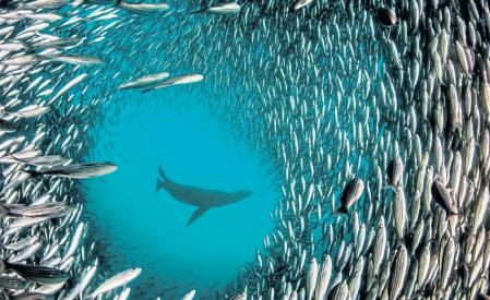 Recuperación espectacular: En las áreas marinas protegidas (AMP) se produce una recuperación espectacular de la biodiversidad que beneficia a todos