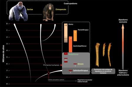 La humanidad se separó del grupo de los chimpancés durante el Mioceno reciente, muy probablemente entre 10 y 7 millones de años antes del presente. Esta divergencia dio lugar a morfologías muy distintas: los huesos de las extremidades, por ejemplo, presentan diferencias notablemente ligadas a una locomoción cuadrúpeda en el caso de los chimpancés y bípeda en el de los humanos actuales.