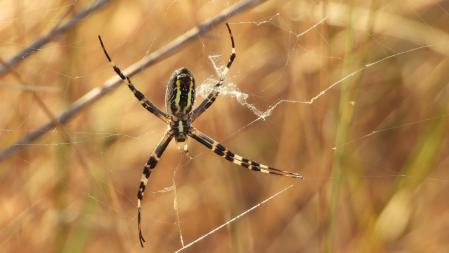 Aranya tigre (Argiope bruennichi) (17)