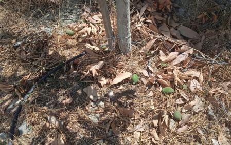 A los árboles de mango se les cae el fruto antes de tiempo por el alto contenido de sal en el riego