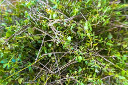 Pebrella, hierba del herbero de José Vicente Verdú