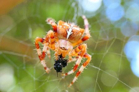 Araña de la cruz.