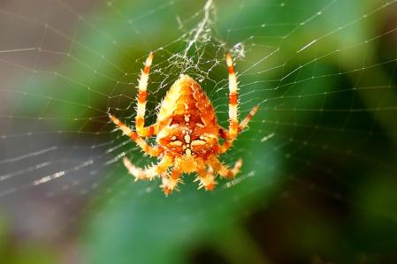 Araña de la cruz.