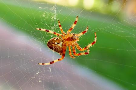 Araña de la cruz.