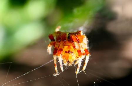 Araña de la cruz.