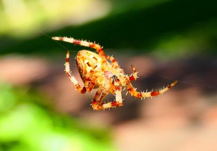 Araña de la cruz.