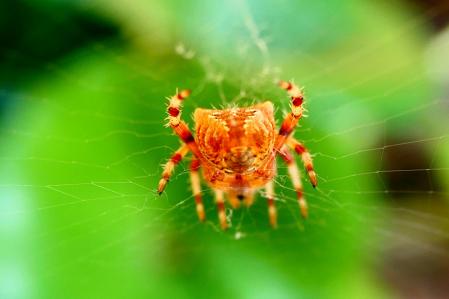 Araña de la cruz.