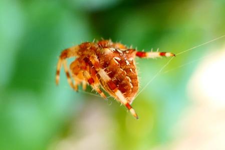 Araña de la cruz.