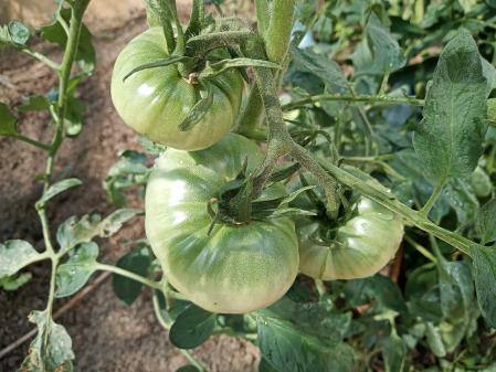 Una planta de tomate de Aretxabaleta